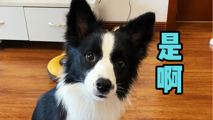 หมาจะมีเล่ห์เหลี่ยมอะไรได้ล่ะ…