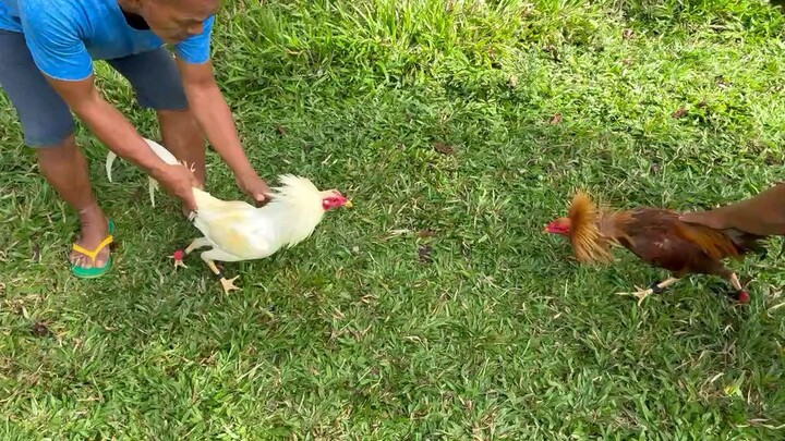 sparring