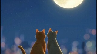 বিড়ালের প্রেম