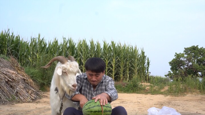 “How do you eat this melon in ‘Goat Mukbang’?”