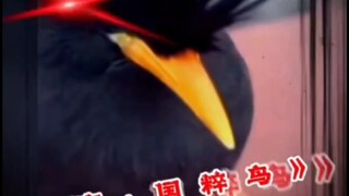 Be a cat, be a dog—just don’t be a lover.