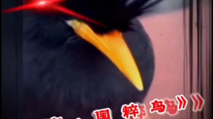 Be a cat, be a dog—just don’t be a lover.