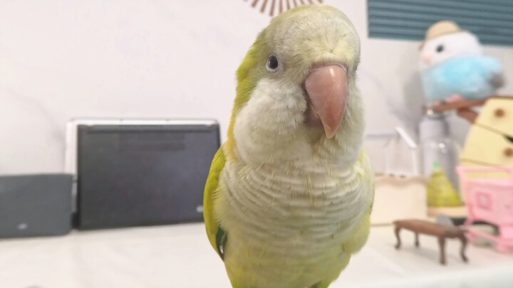 Taught the chick to rap and dance