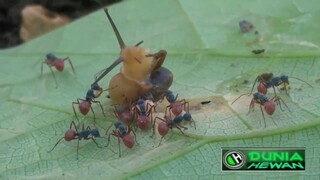 pertarungan semut 🐜 vs keong 🐌 _ dunia binatang