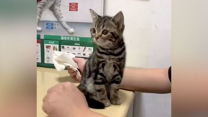 “No little milk cat is allowed to fight!”