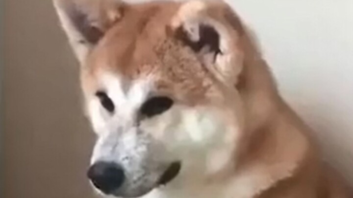 The Current Creative Situation of Contemporary Video Creators on Bilibili