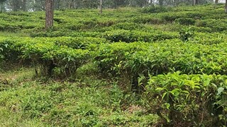 menikmati udara pagi