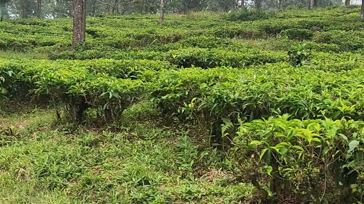 menikmati udara pagi