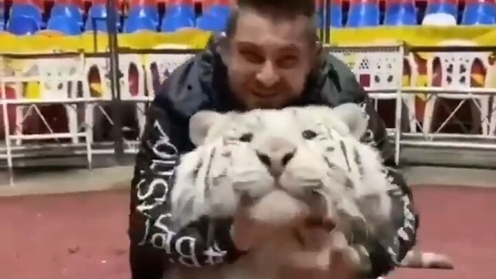 Merangkul kucing besar dengan kedua tangan