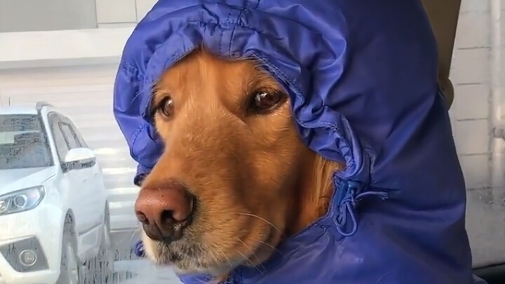 "The Dogs in Northeast China Are Shivering"