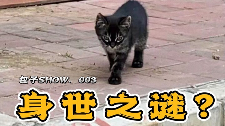 我一直以为，我捡的是只狸花猫..