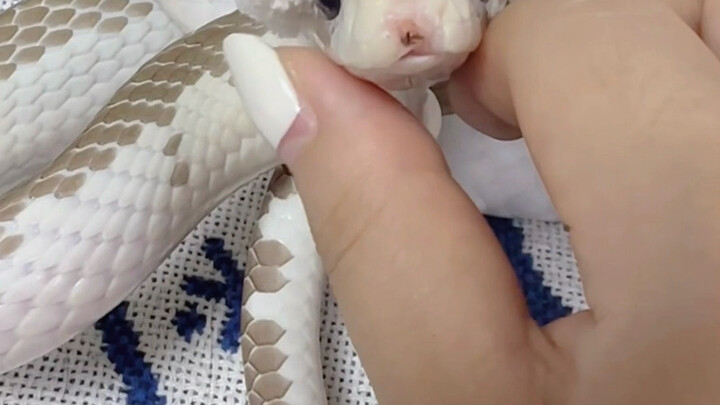 [Mouse tepi putih] Sayang, aku bakal meleleh karenamu