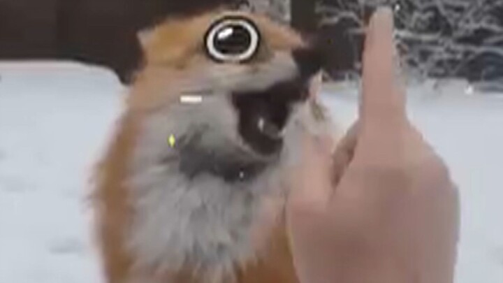 Little Fox Likes Being Stroked and Playing In Snow 