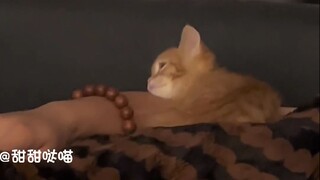 The little kitty doesn't even realize she's shedding; she just wants to cuddle!