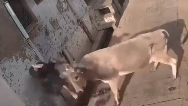 ANGRY COW