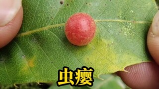 นี่แหละคือตุ่มแมลง