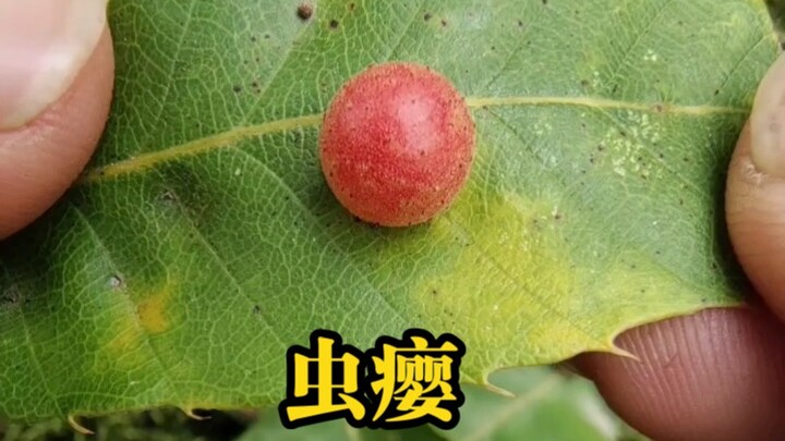 This is what a gall looks like.