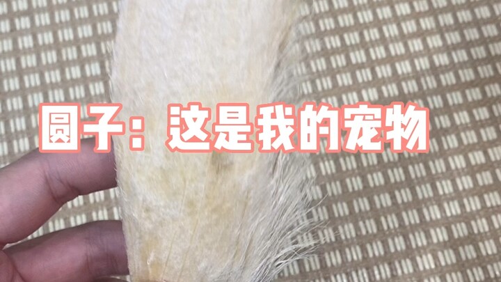 Trạng thái tinh thần | Bé bảo rằng mình đã nuôi chết thú cưng của mình.....