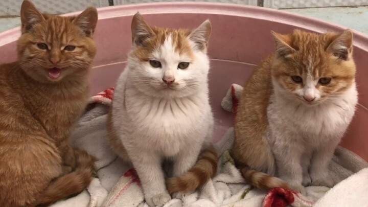 This is how cats are raised in the countryside—ten thousand times better than commercial cat food.