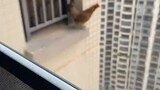 Who said chickens can't fly?