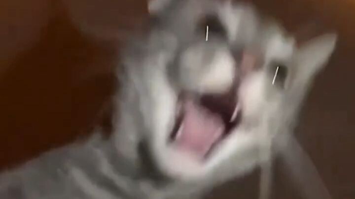 🐱
