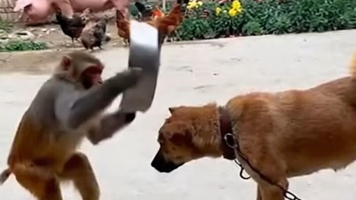 猪为狗出头！🐷🐶