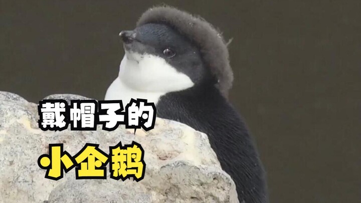 วัยเด็กของเพนกวิน!