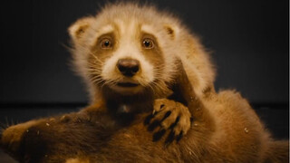 "Guardians of the Galaxy Vol. 3" Rocket Raccoon and Banban test sample