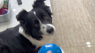 What should I do if my puppy is too stubborn?