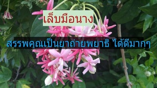 เล็บมือนาง ถือเป็นสมุนไพรที่มีประสิทธิภาพมากในการกำจัดพยาธิออกจากลำใส้ /โดยฮอยไทยอีสาน