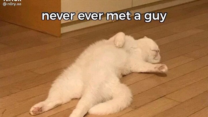 cat addict,,