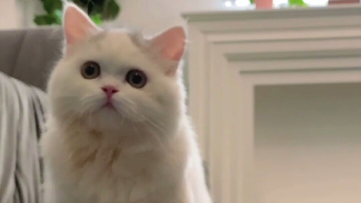 The cat's reaction when the owner comes home