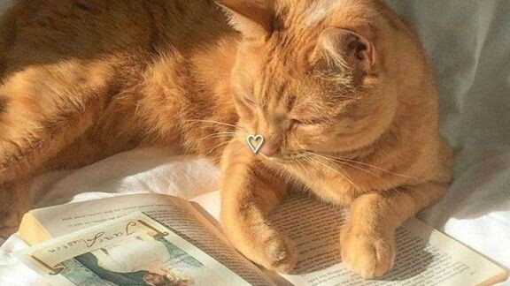 obsessed by a kitten