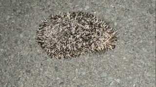 Suýt nữa trở thành bánh Hakiki rồi mà cũng phải thở ra khói với tôi à?