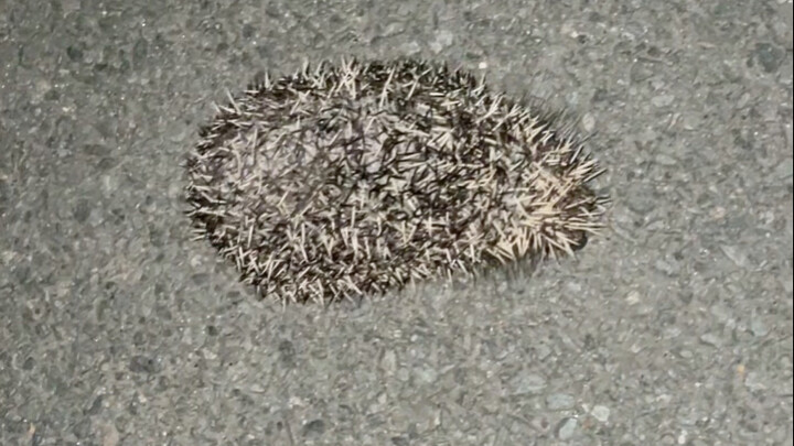 Suýt nữa trở thành bánh Hakiki rồi mà cũng phải thở ra khói với tôi à?