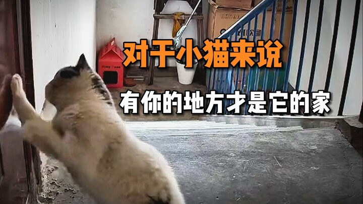 “The moment I saw it squatting by the door, I knew it finally had a home…”