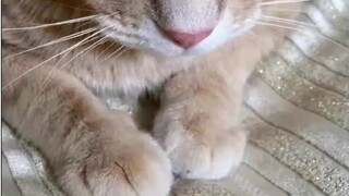 [Tim Kucing dan Tikus] Episode 86: Muncul dan bunuh [Kucing dan Tikus Jangan Tipu Aku]