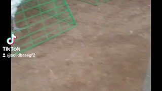 National Banded laking super bitamija capsule