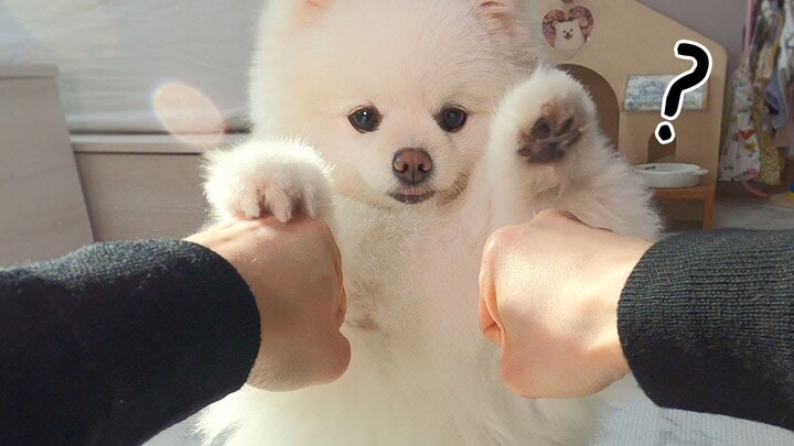 Let’s see if the dog can guess which hand holds the treat—turns out it actually…?