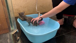 Tắm rận cho mèo con đúng cách - Trời lạnh có tắm mèo không?