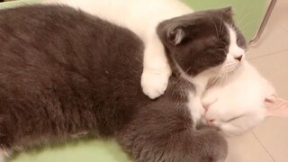 แมวตลก #ชาติที่แล้วเป็นมนุษย์ #555