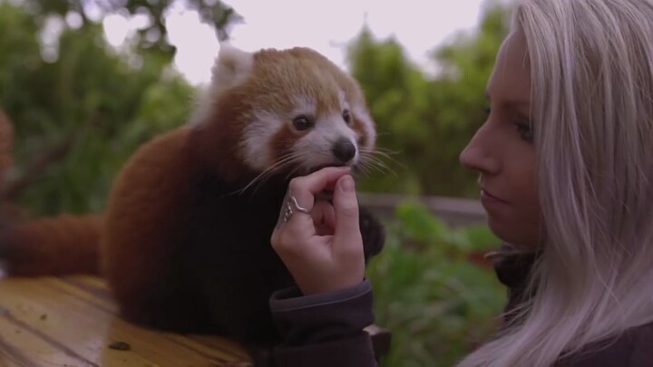 Panda kecil itu makhluk imut apa sih! Lucu banget, aku jadi langsung ceria lagi!
