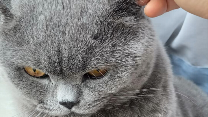 Cat Temperament Test