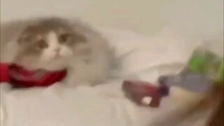 Pemenang Aktor Terbaik Meowska