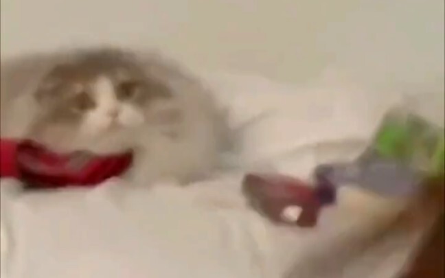 Meowska đoạt giải Nam diễn viên chính xuất sắc nhất