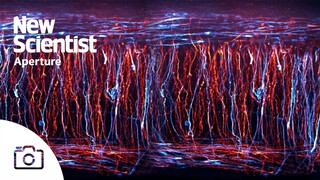 Neuron time-lapse wins 2023 Nikon Small World video competition