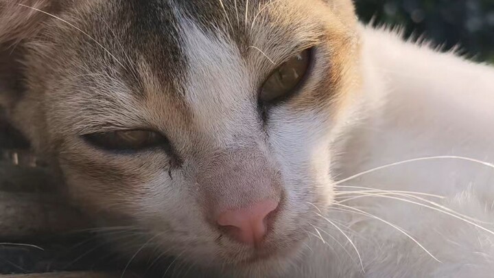 My Cat Drama 🤣