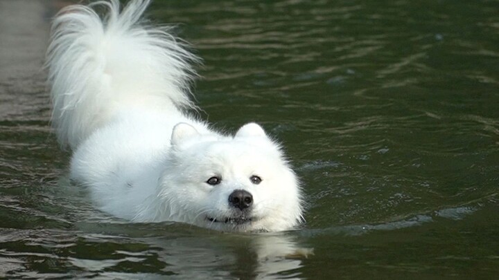 [Hewan]Anjing Samoyed yang Suka Sekali Berenang