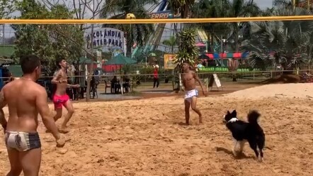 Anjing bermain bola voli