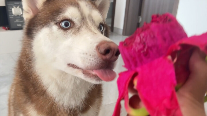Tuan sambil makan sendirian terus menggoda anjing Siberian Husky, bikin si Husky ngamuk!